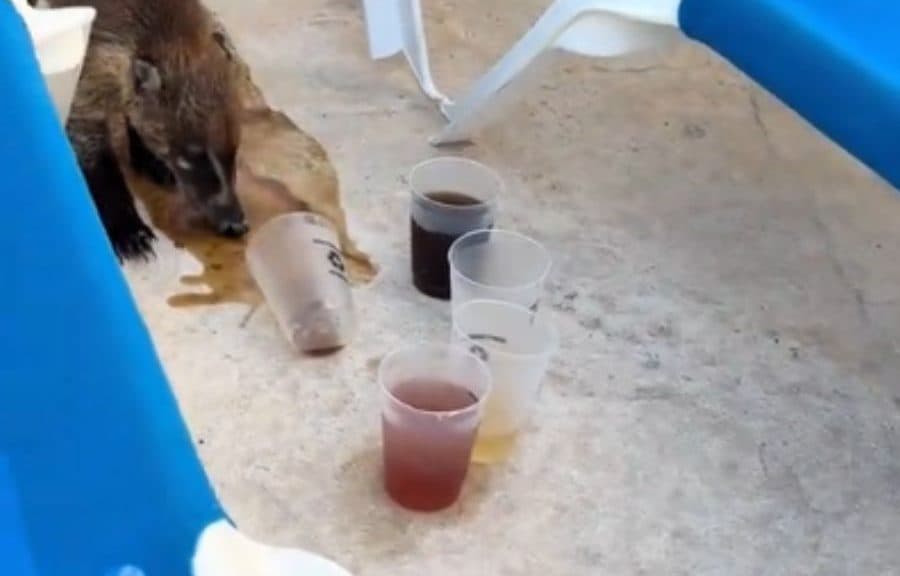 Un coatí de pie junto a varios vasos con bebidas de diferentes colores sobre una superficie de concreto, con estructuras azules de fondo.