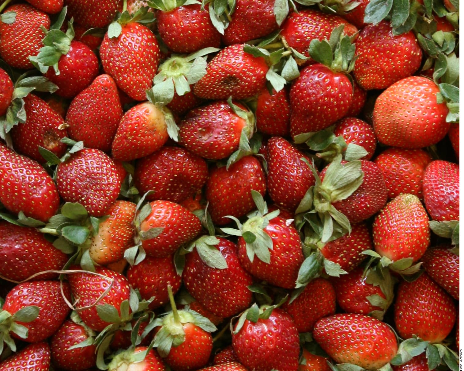 Primer plano de fresas frescas rojas con hojas verdes recién cosechadas.