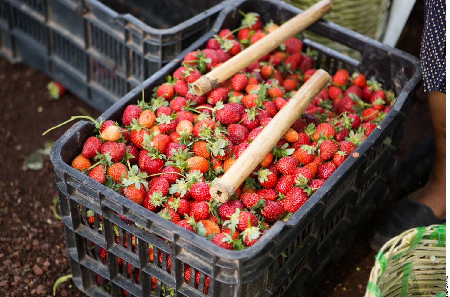 Caja negra de plástico llena de fresas rojas frescas con tallos verdes, dispuestas para venta o procesamiento agrícola.