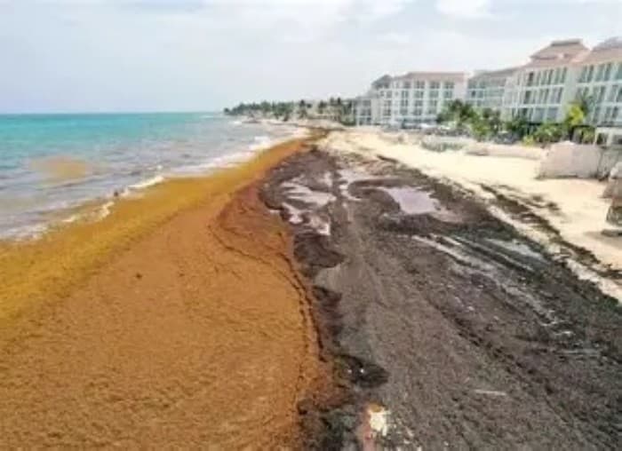 Acumulación de sargazo en la playa de Playa del Carmen con edificios de hotel de fondo y aguas turquesas al atardecer.