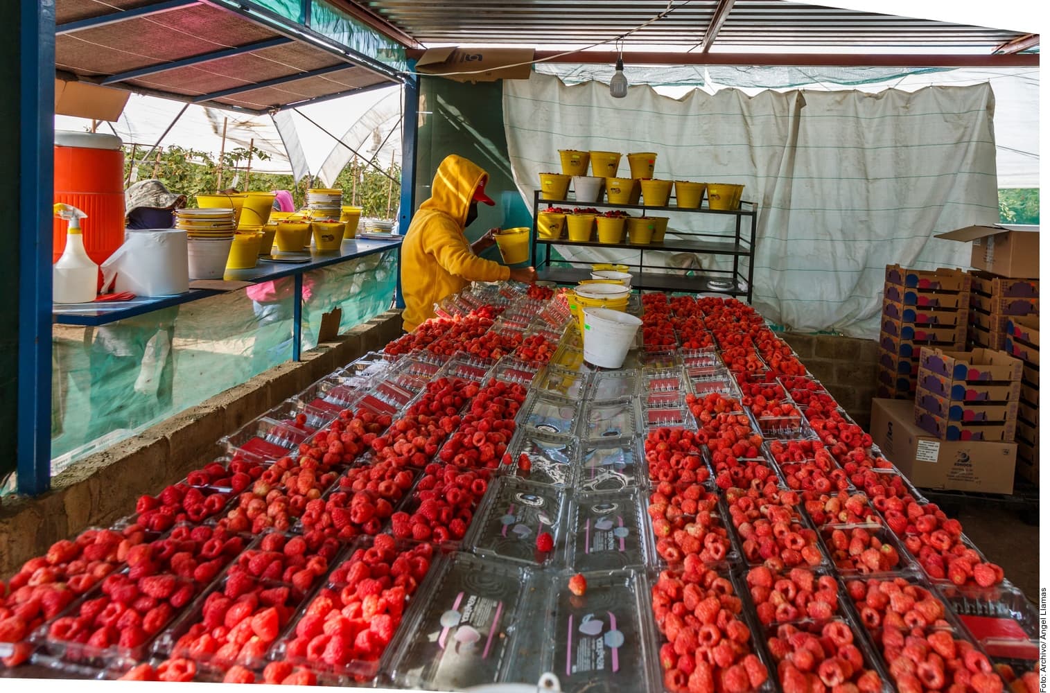 Trabajador en invernadero clasificando frambuesas rojas en bandejas de empaque, con miles de frutas organizadas en filas y contenedores amarillos de almacenamiento al fondo.