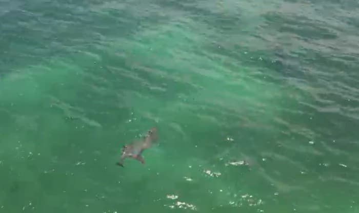 Vista aérea desde dron de un delfín nadando en aguas turquesas frente a la costa de Playa del Carmen.