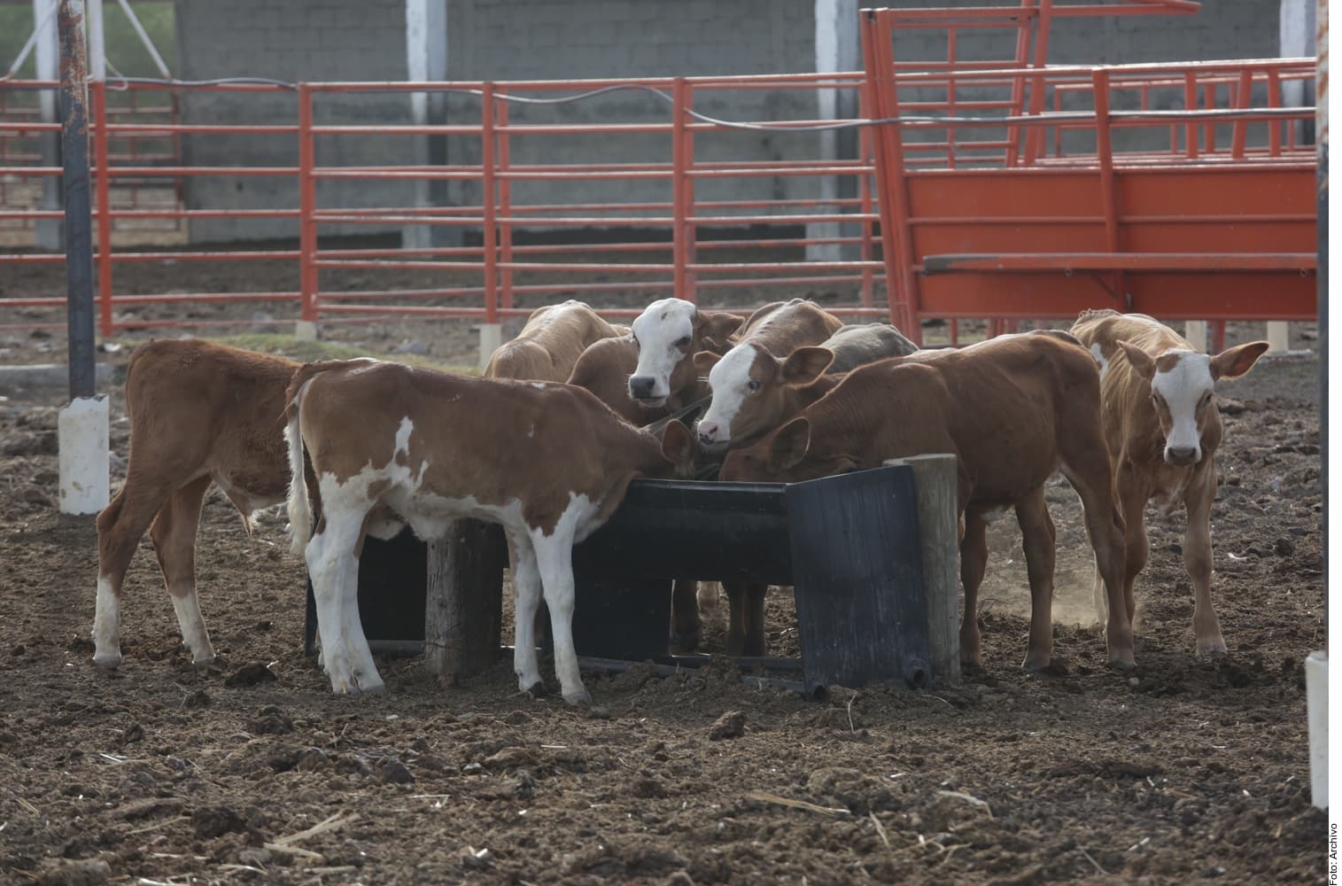 Grupo de becerros de raza Hereford alimentándose de un comedero en un corral ganadero con cercas metálicas rojas.