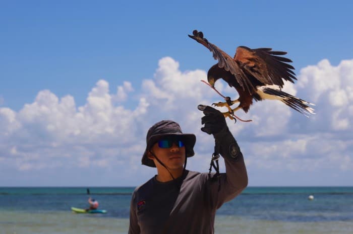 Entrenador con guante de cetrería sostiene un águila en vuelo sobre la playa de la Riviera Maya con el mar de fondo.