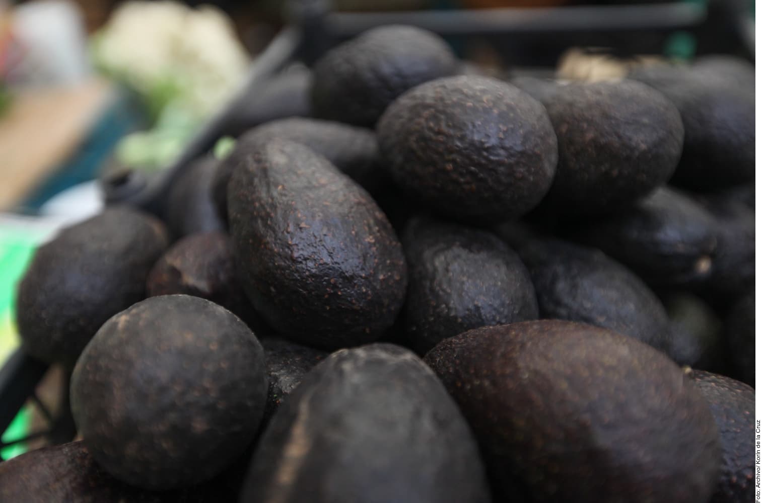 Aguacates frescos con piel oscura y textura rugosa apilados en una caja