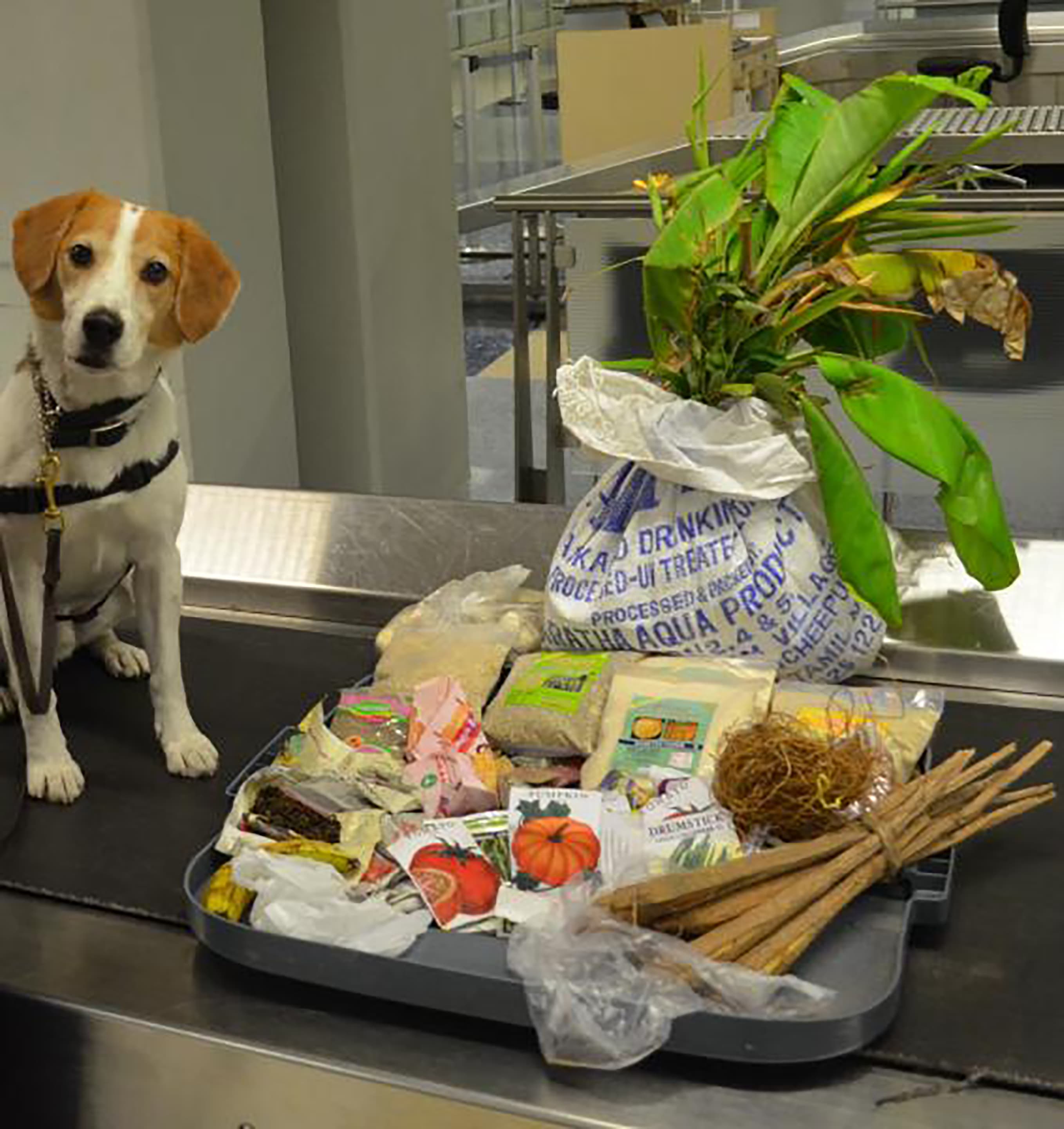 Perro de servicio junto a una bandeja con diversos artículos incluidos semillas, plantas, empaque de agua y otros productos.