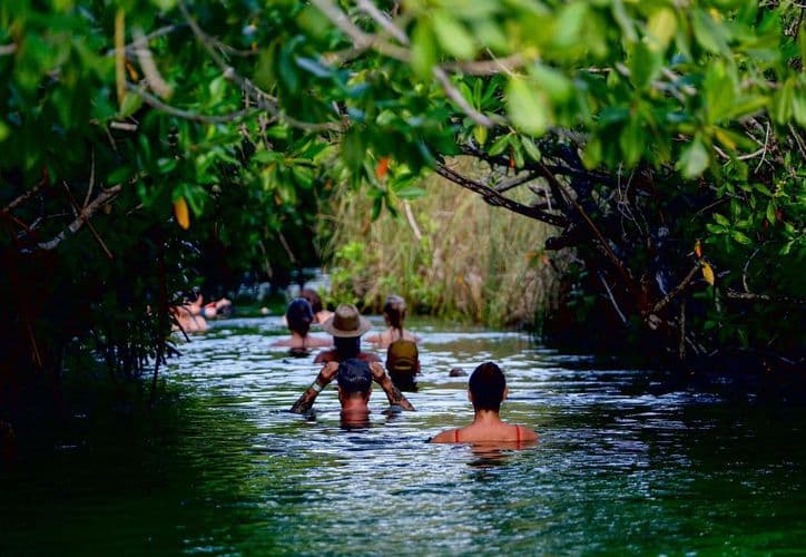 Grupo de personas nadando en un río de agua clara rodeado de vegetación y mangles en un entorno natural.