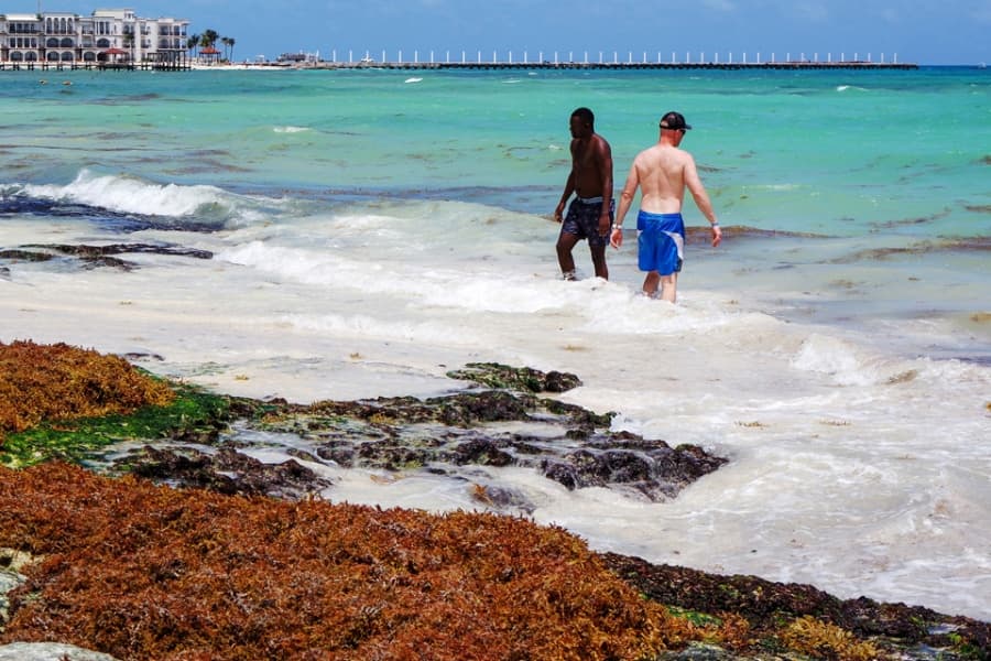 Dos bañistas ingresan al mar en una playa de Playa del Carmen con sargazo acumulado en la orilla y edificios de la ciudad al fondo.