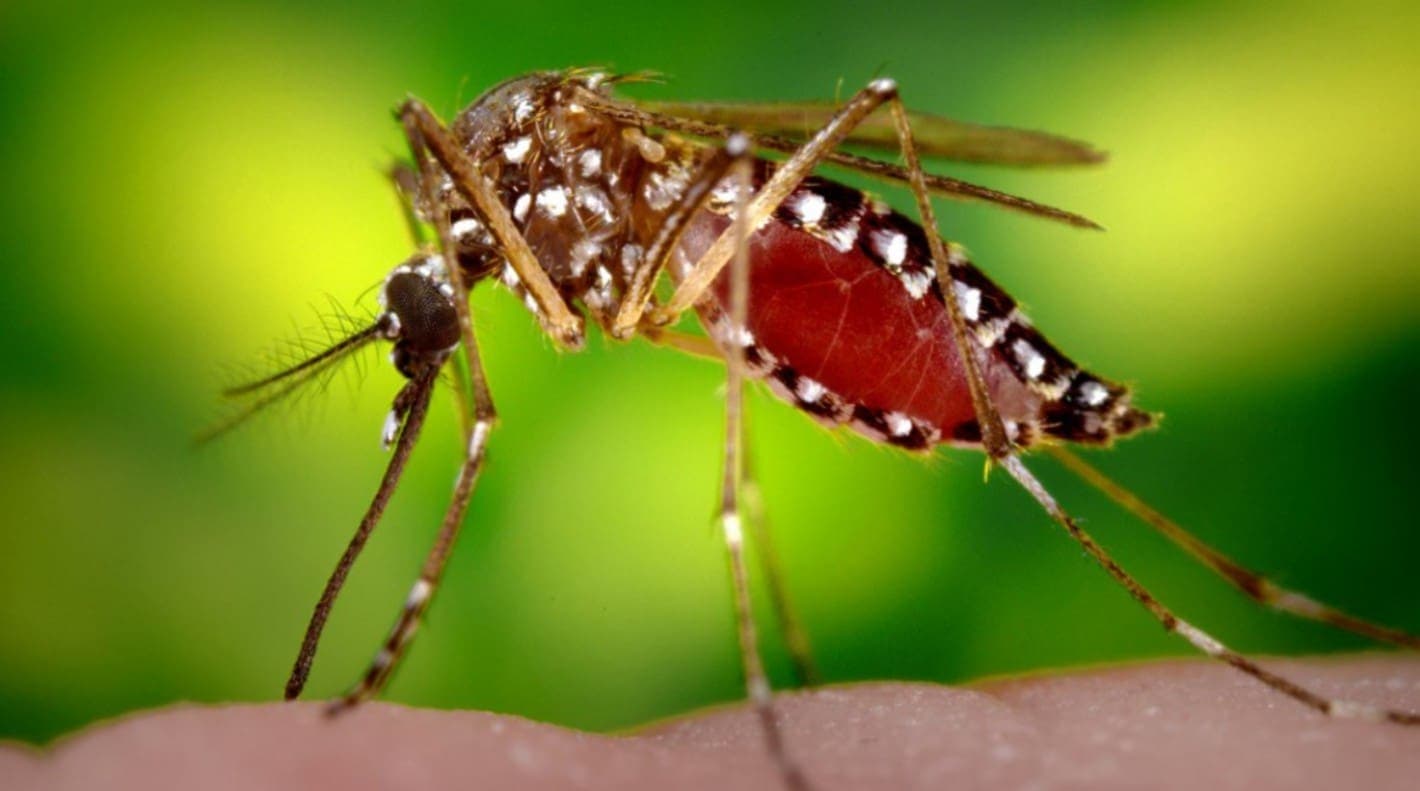 10 cosas que debes saber sobre el zika