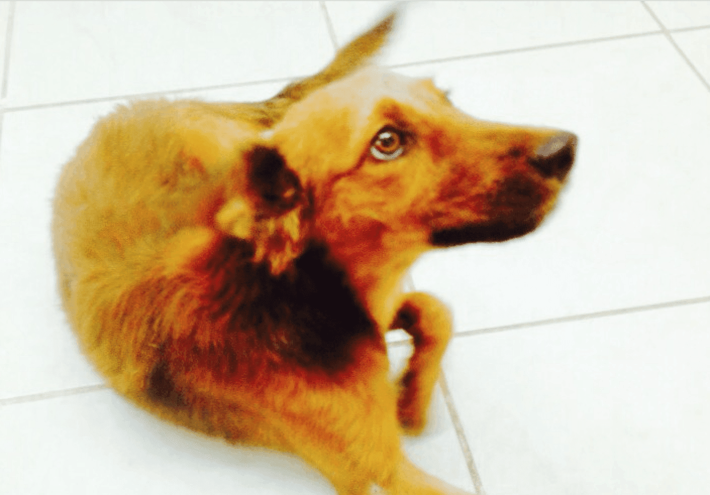 Scary, la perrita que conmovió las redes sociales de Playa.