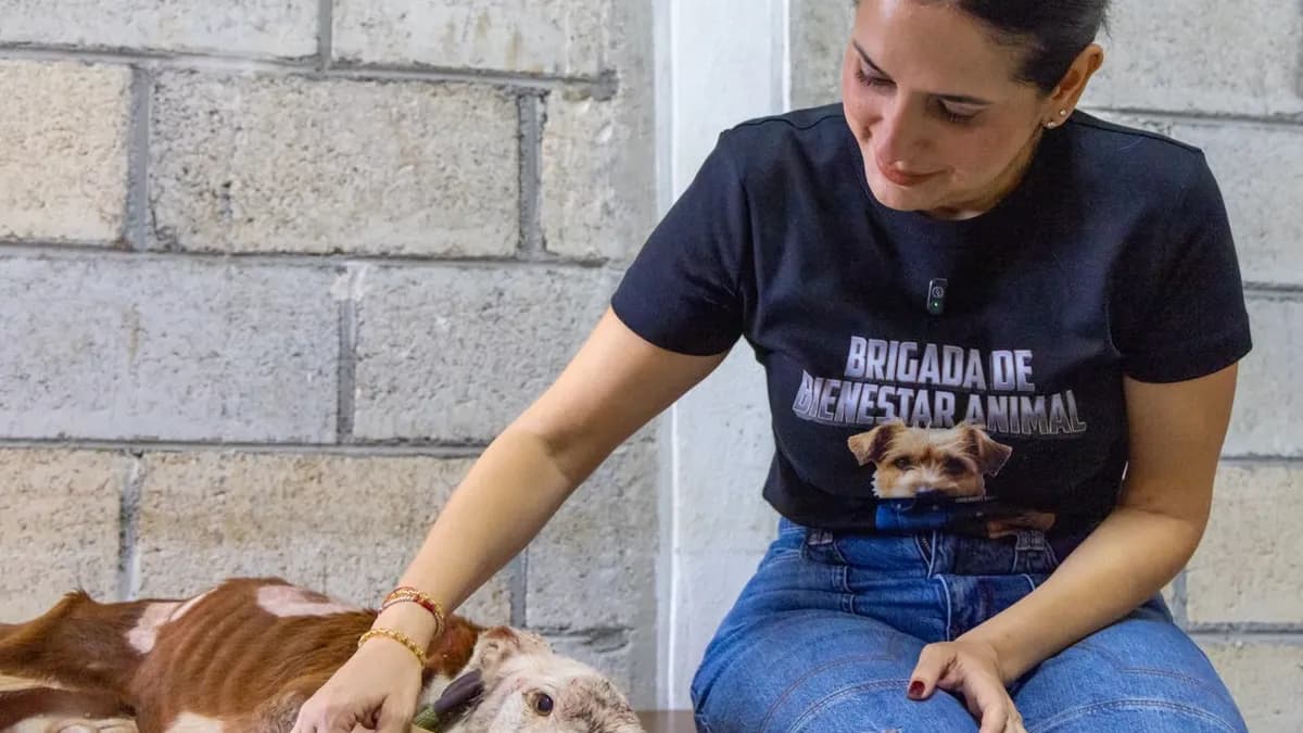 Rescatan a seis animales abandonados en Puerto Aventuras