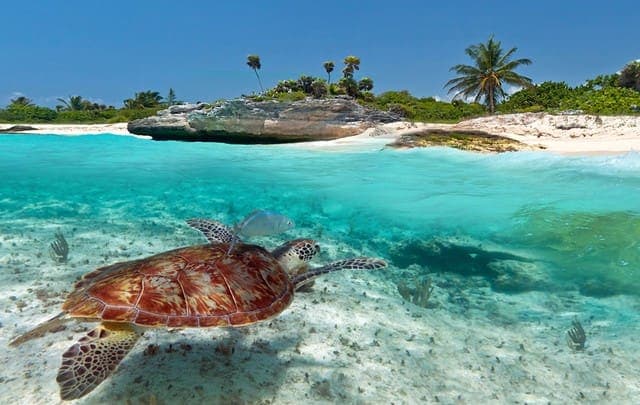 La Bahía de Akumal ya es Refugio para la Protección de Especies Marinas