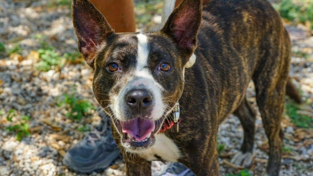 Invitan a adoptar a perros rescatados en pro de la salud pública
