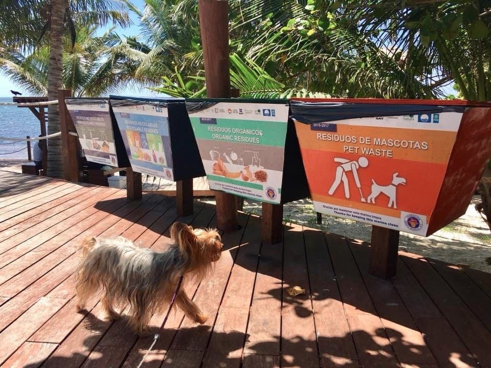 La primera playa para perros está en Quintana Roo