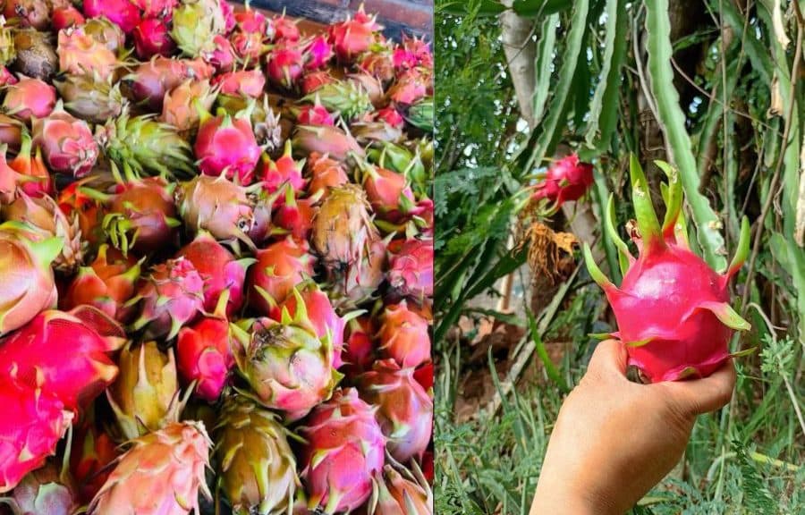 Pitahayas rojas recién cosechadas en diferentes etapas de maduración, exhibidas en un mercado y sostenidas en mano durante la recolección en campo.