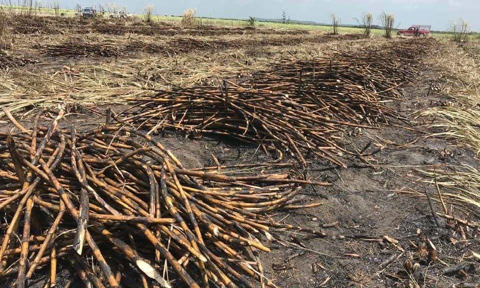 Campo de caña de azúcar cosechada con tallos apilados en el suelo y maquinaria agrícola al fondo en una zona rural.