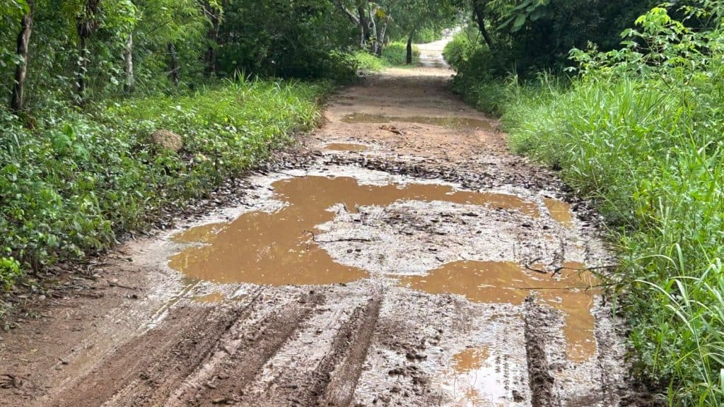 Camino de terracería con baches y charcos de agua en mal estado, rodeado de vegetación.