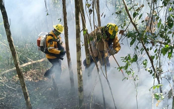Dos bomberos en equipos de protección amarillos trabajan entre árboles rodeados de humo denso durante operaciones de control de incendio forestal.