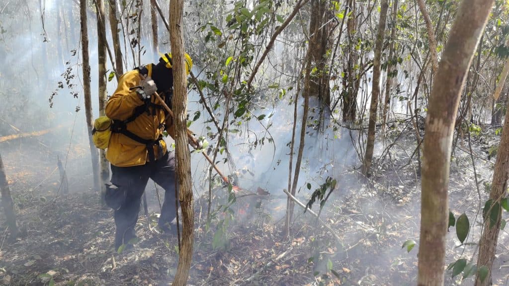 Bombero forestal con equipo de protección amarillo trabaja entre árboles en medio del humo de un incendio forestal.