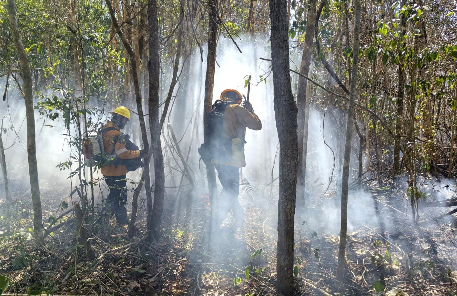 Dos bomberos con equipo de protección trabajan entre árboles en medio del humo denso de un incendio forestal.