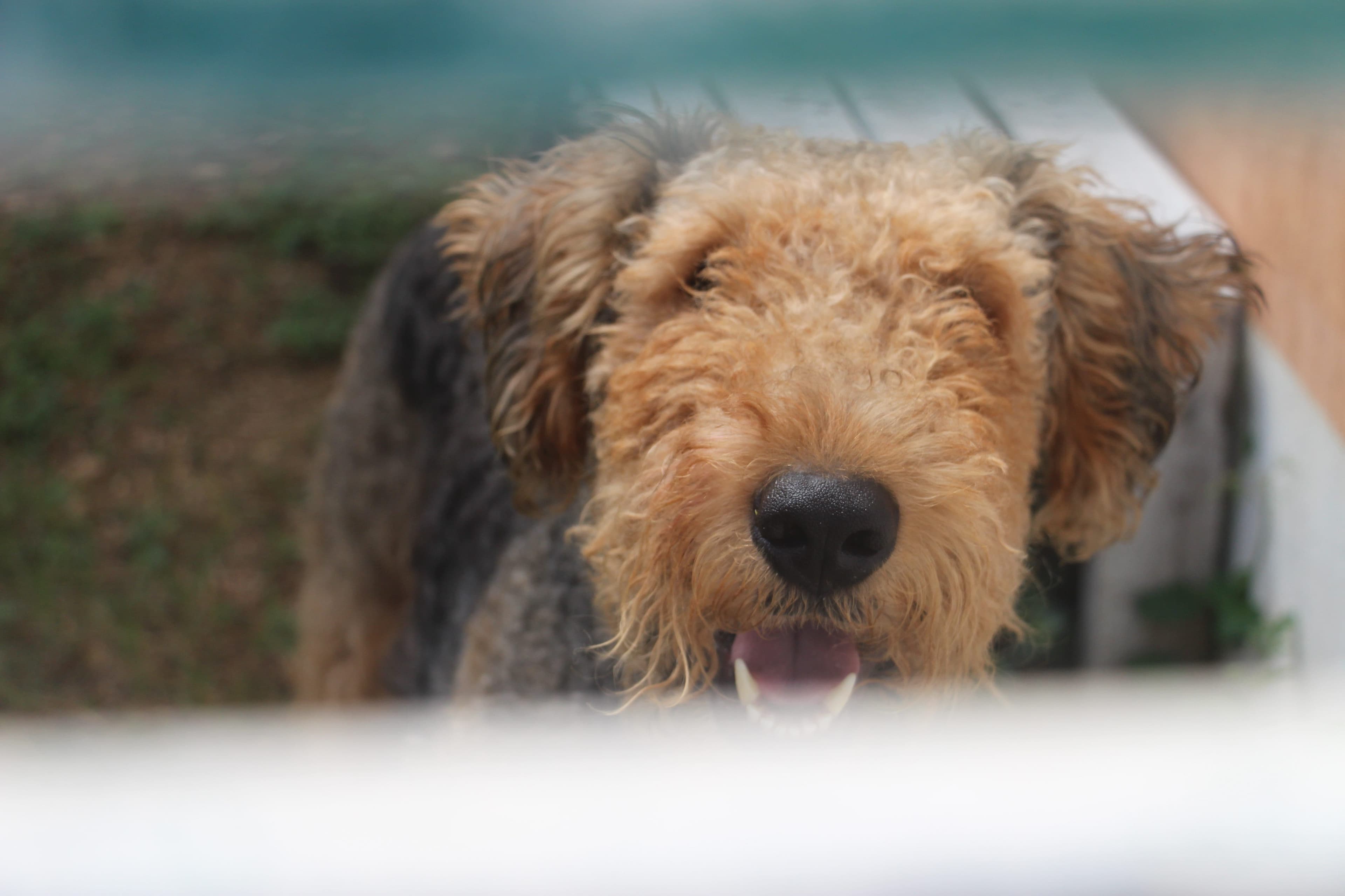 Protegerán a los animales ¡Aprobadas nuevas reformas!