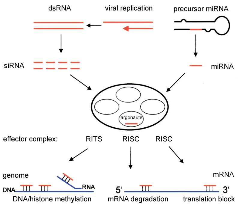 Diagrama científico que muestra el mecanismo de interferencia por ARN (siRNA y miRNA) en complejos efectores como RISC para regular la expresión génica.