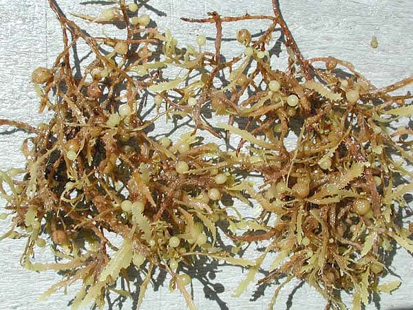 Ramas de sargazo con flotadores y tonalidades pardas y amarillentas extendidas sobre una superficie clara bajo la luz del sol.