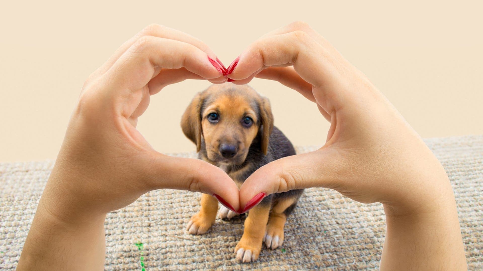 Adopta y haz feliz a una mascota playense
