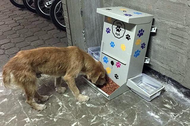 Come Dog, el proyecto que alimentará a los perros callejeros