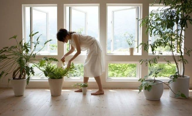 Purifica el aire de tu casa con tres verdes aliadas