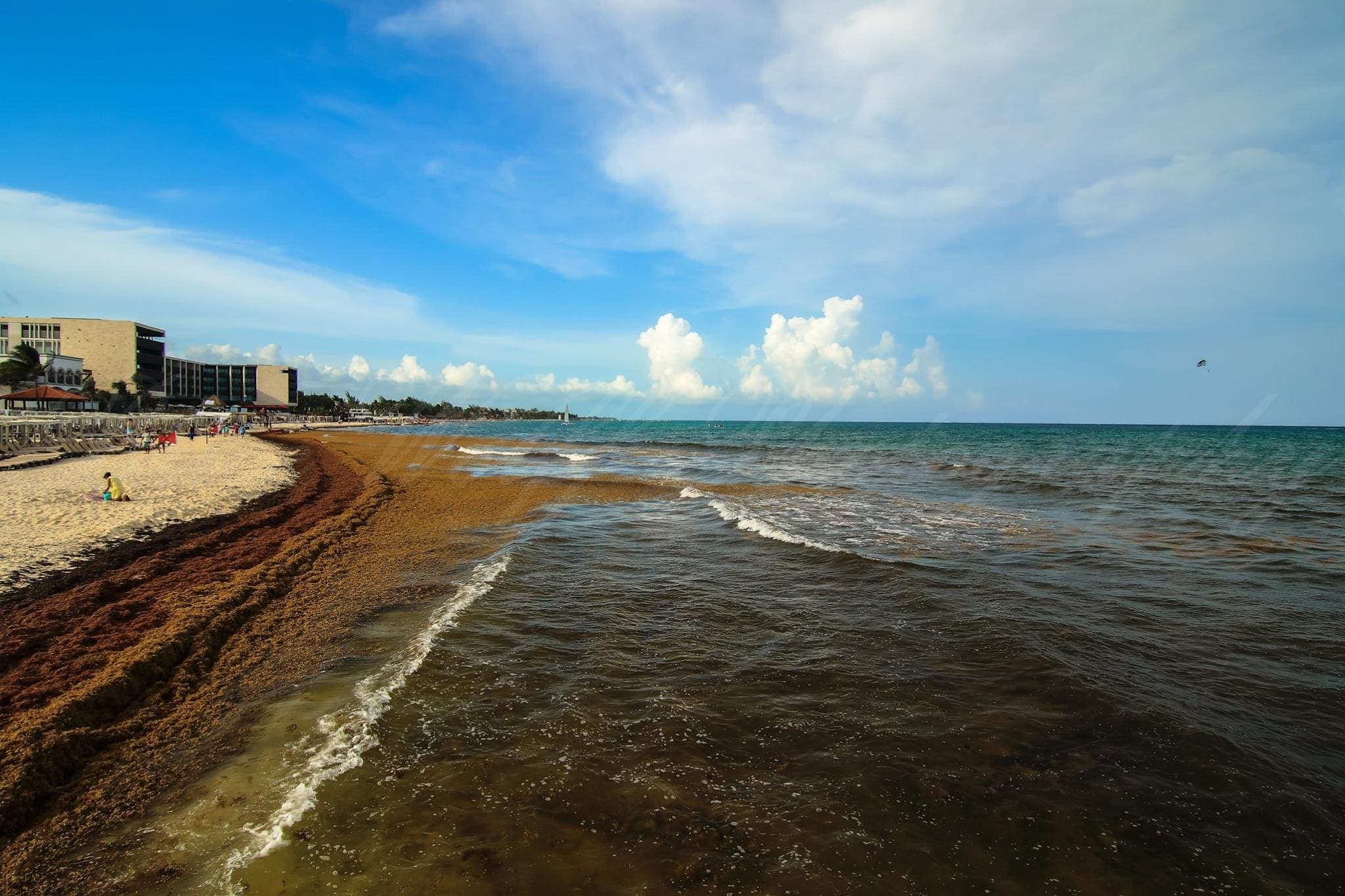 ¿Por qué hay tanto sargazo en Playa?