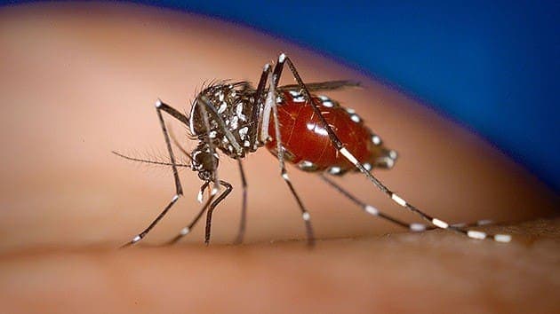 Todo lo que debes saber sobre el virus Chikungunya