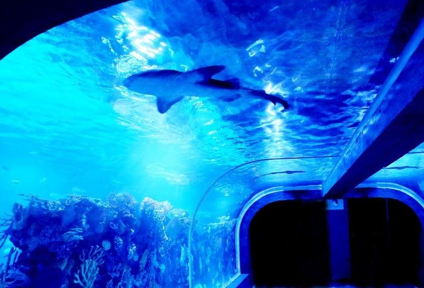 ¿Descubriendo Playa? ¡No te puedes perder el acuario!