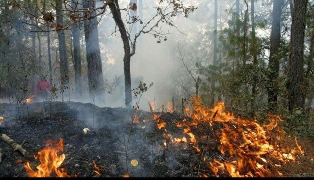 Combaten autoridades seis incendios forestales de manera paralela en Playa del Carmen