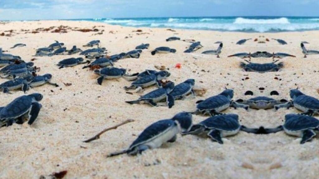 Denuncian vecinos destrucción de campamento tortuguero en Playa Paraíso