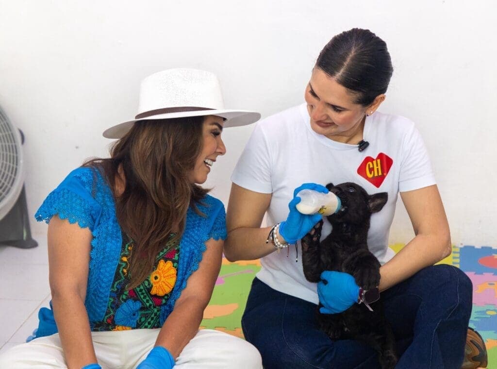 En Quintana Roo y Playa del Carmen el maltrato animal no tiene cabida: supervisan Mara Lezama y Estefanía Mercado recuperación de felinos rescatados de Animalandia Maya