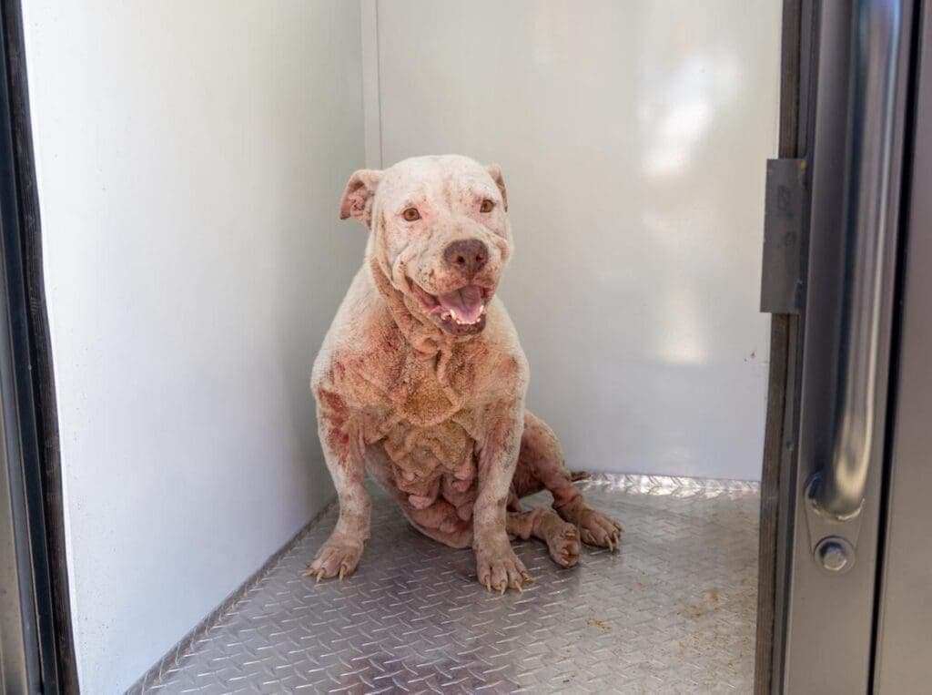 Encabeza Estefanía Mercado operativo de rescate canino en Playa del Carmen
