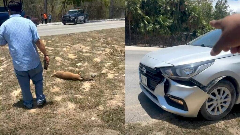 Fallece venado atropellado en Playa del Carmen, cerca del parque Xcaret
