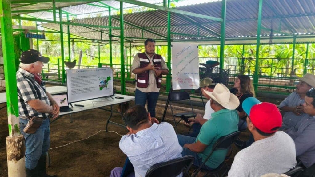 Gobierno de Playa del Carmen promueve el uso del sargazo para fortalecer la producción ganadera