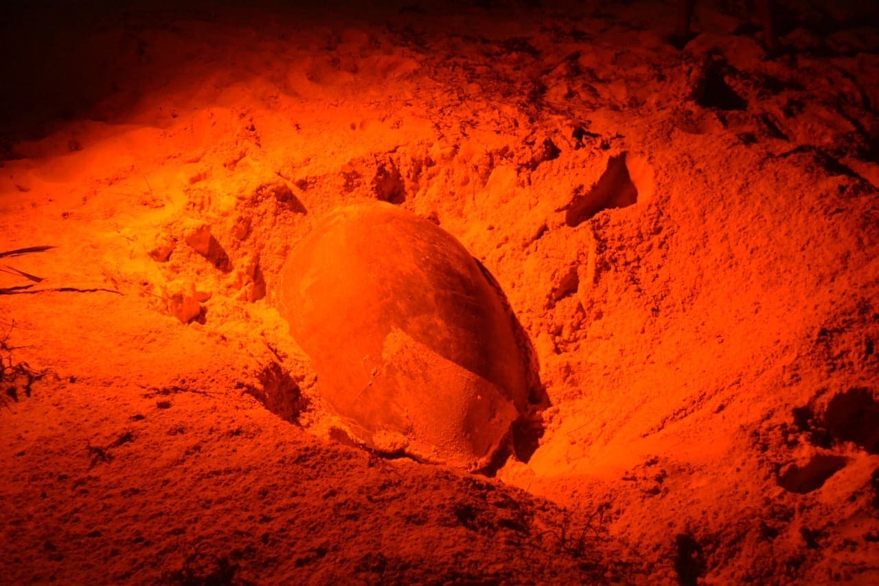 Han detectado 135 nidos de tortuga en Playa del Carmen en lo que va de la temporada