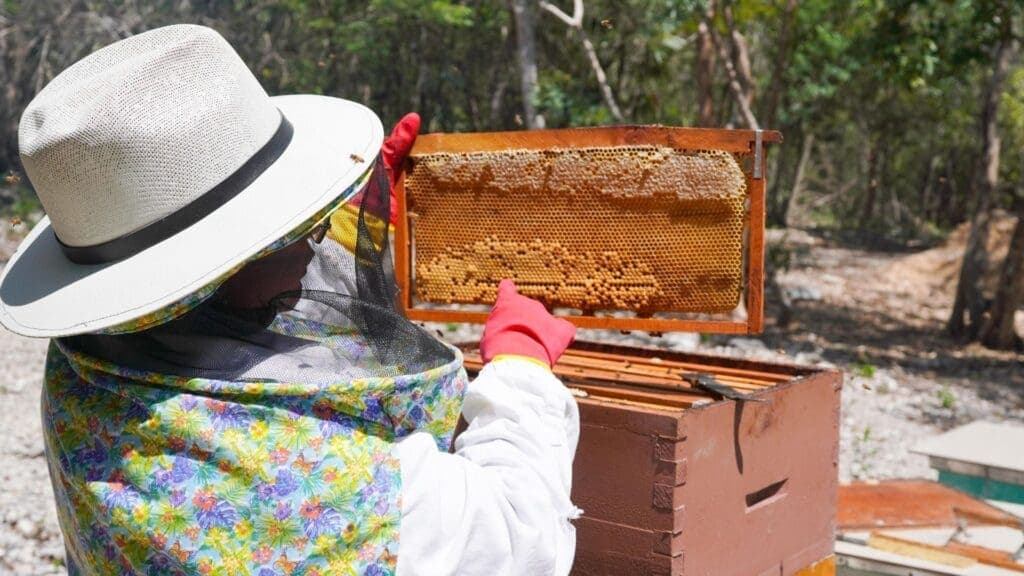 Impulsa gobierno de Playa del Carmen el rescate apícola y la diversificación económica del municipio