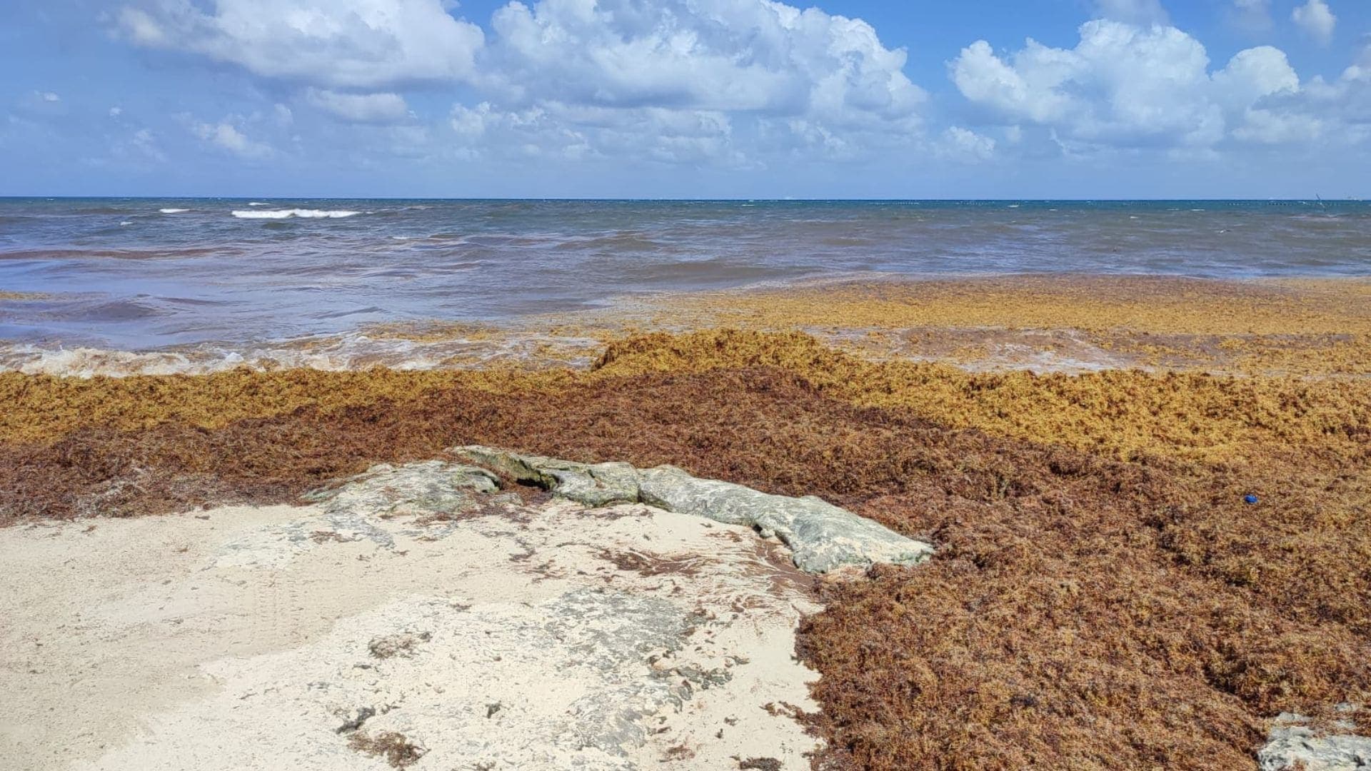 Pronostican que arribo de sargazo a costas de Playa del Carmen en 2024 sería similar al del 2023