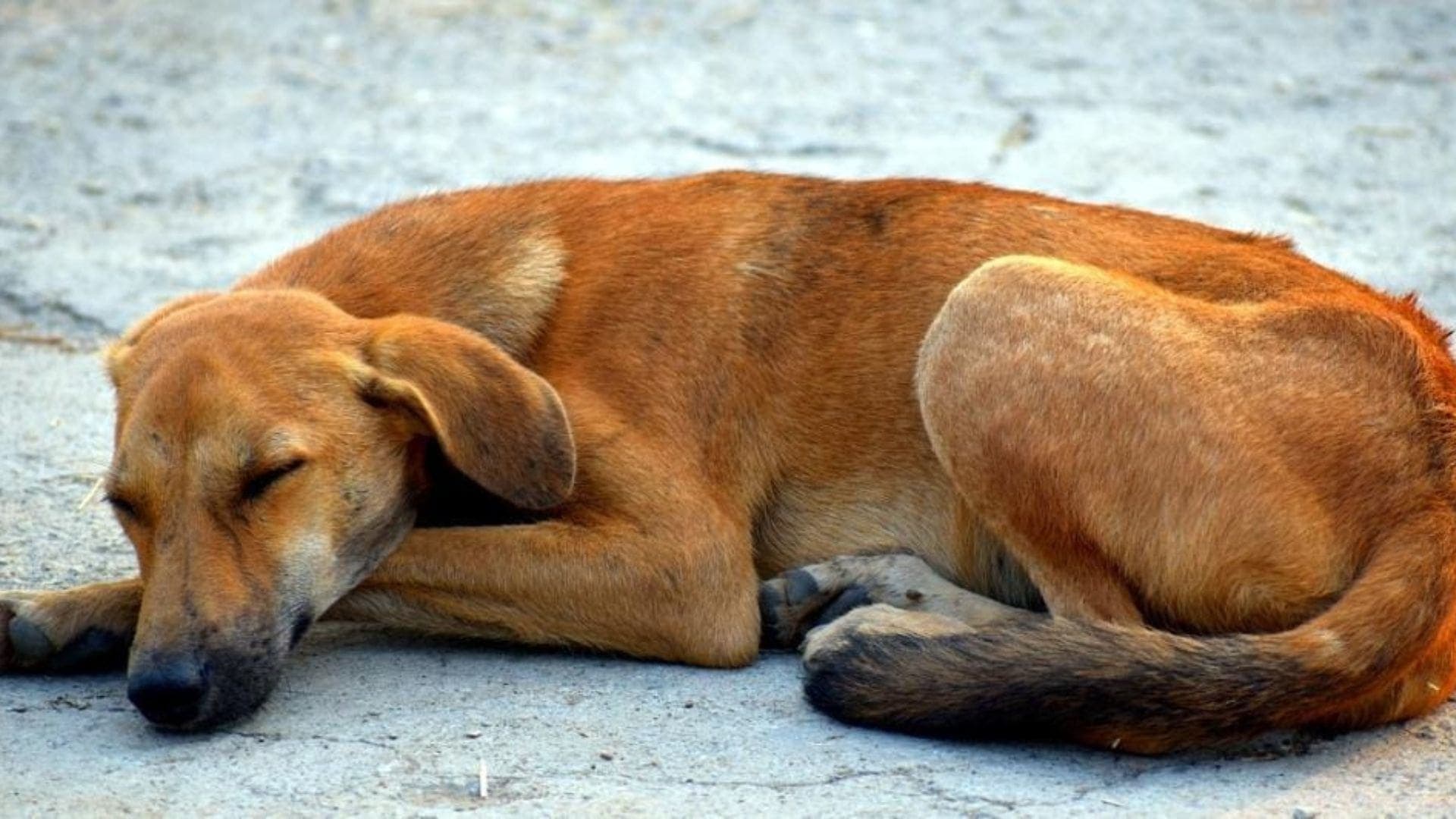 Recibe Fiscalía de Quintana Roo 15 denuncias al mes por maltrato animal