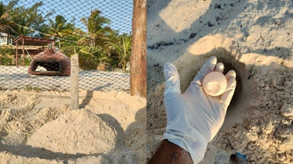 Se resguardaron 70 nidos de tortugas tras el paso de "Beryl" en Playa del Carmen