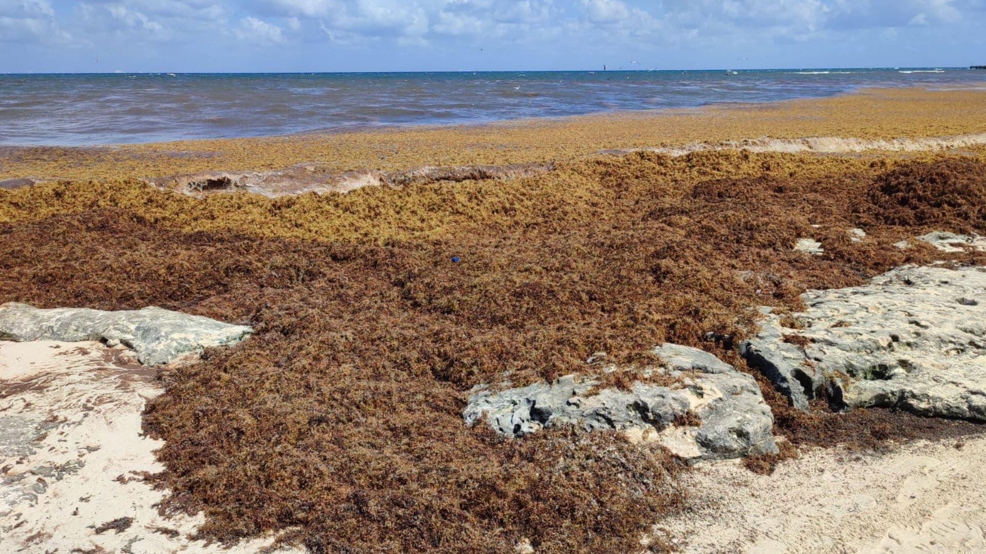 Vienen alemanes a Playa del Carmen a convertir sargazo en biocombustible y carbón