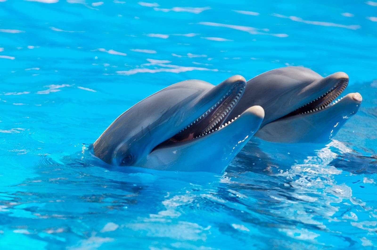 Decretan el fin de espectáculos itinerantes con mamíferos marinos