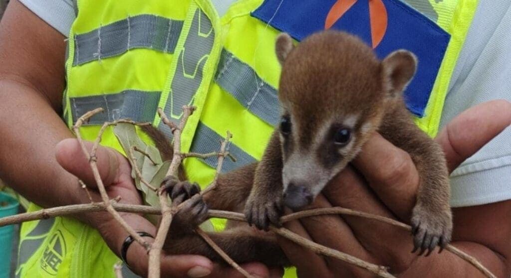 Gobierno de Estefanía Mercado protege la fauna silvestre con atención especializada en Playa del Carmen