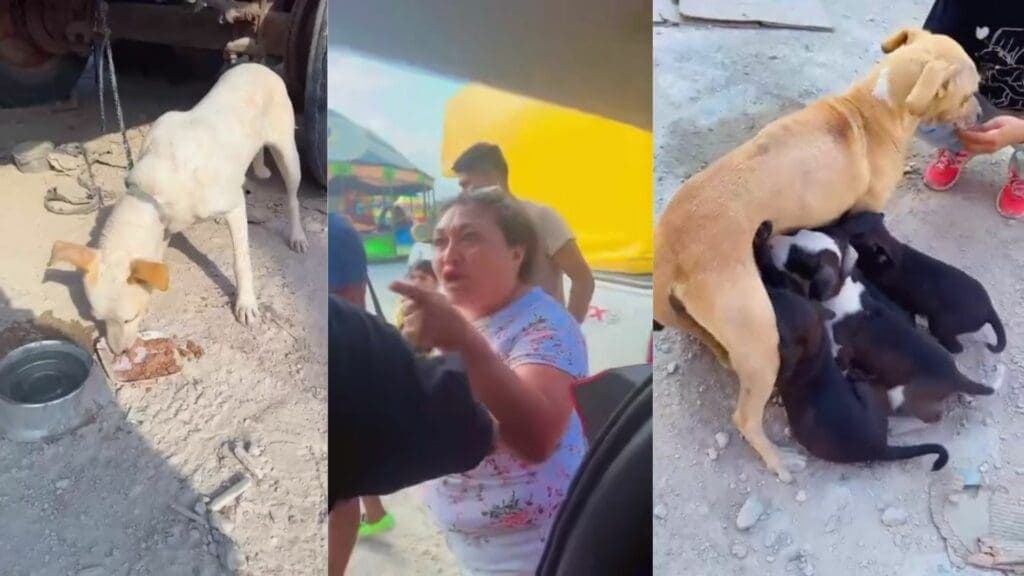 Rescatan camada de 10 perritos en una feria de Playa del Carmen
