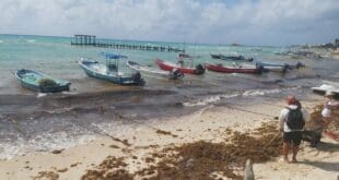Pesca ha bajado un 50% en Playa del Carmen debido al mal tiempo