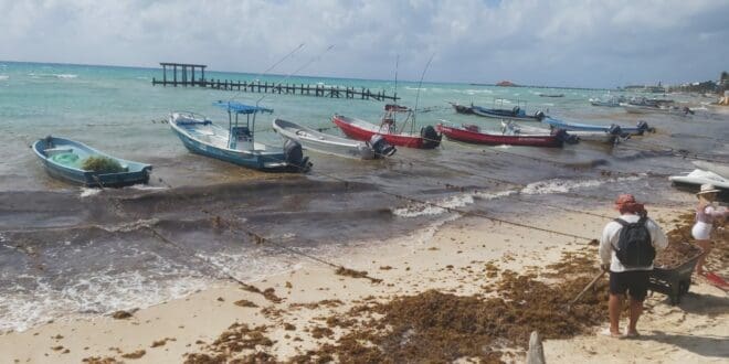 Pesca ha bajado un 50% en Playa del Carmen debido al mal tiempo